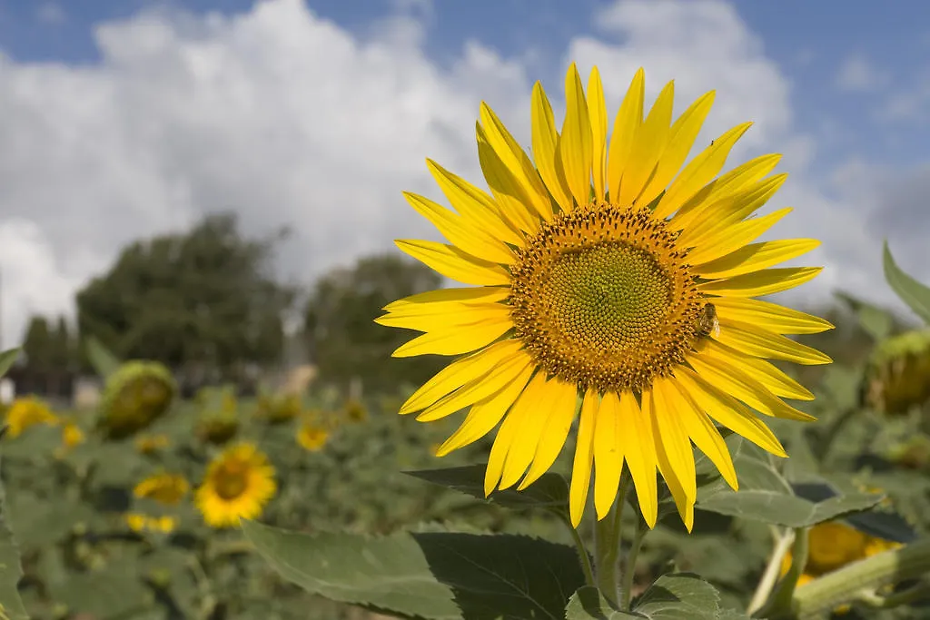 Farm stay Sant'Antonio Villa Pignano